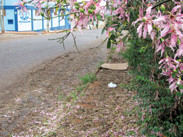 Queda das flores deixa o passeio público escorregadio